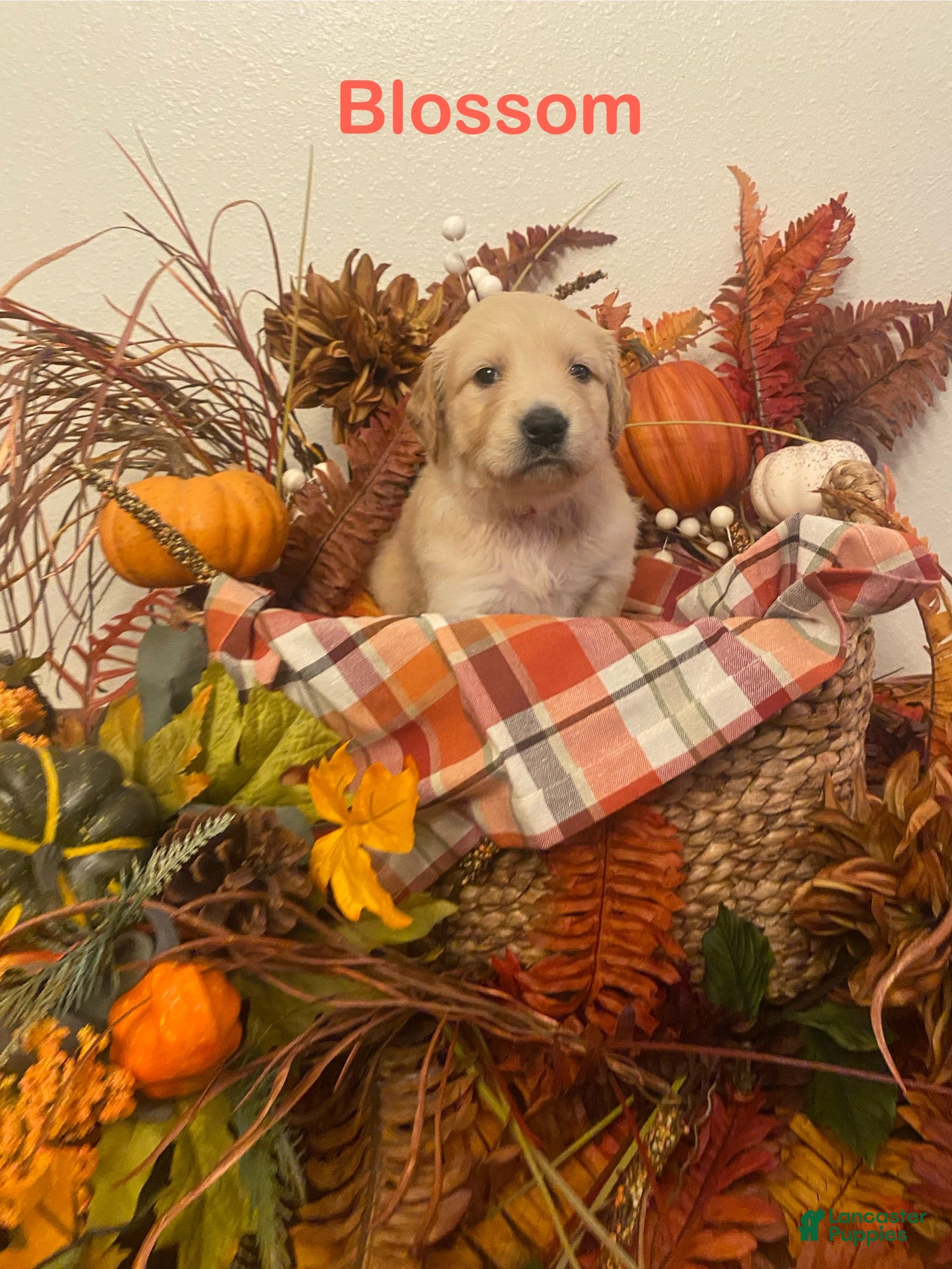 Golden Retriever dogs Blossom - Ad 11