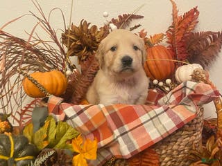 Golden Retriever dogs Blossom - Ad 5