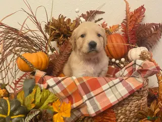 Golden Retriever dogs Blossom - Ad 2