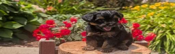 Yorkiepoo dogs for sale: Ziggy - Ad 11