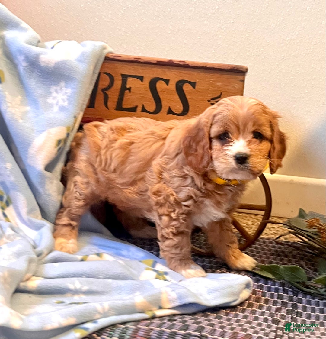 Cavapoo dogs for sale: Cutie❤️🐾Call 717-475-6780 - Ad 3