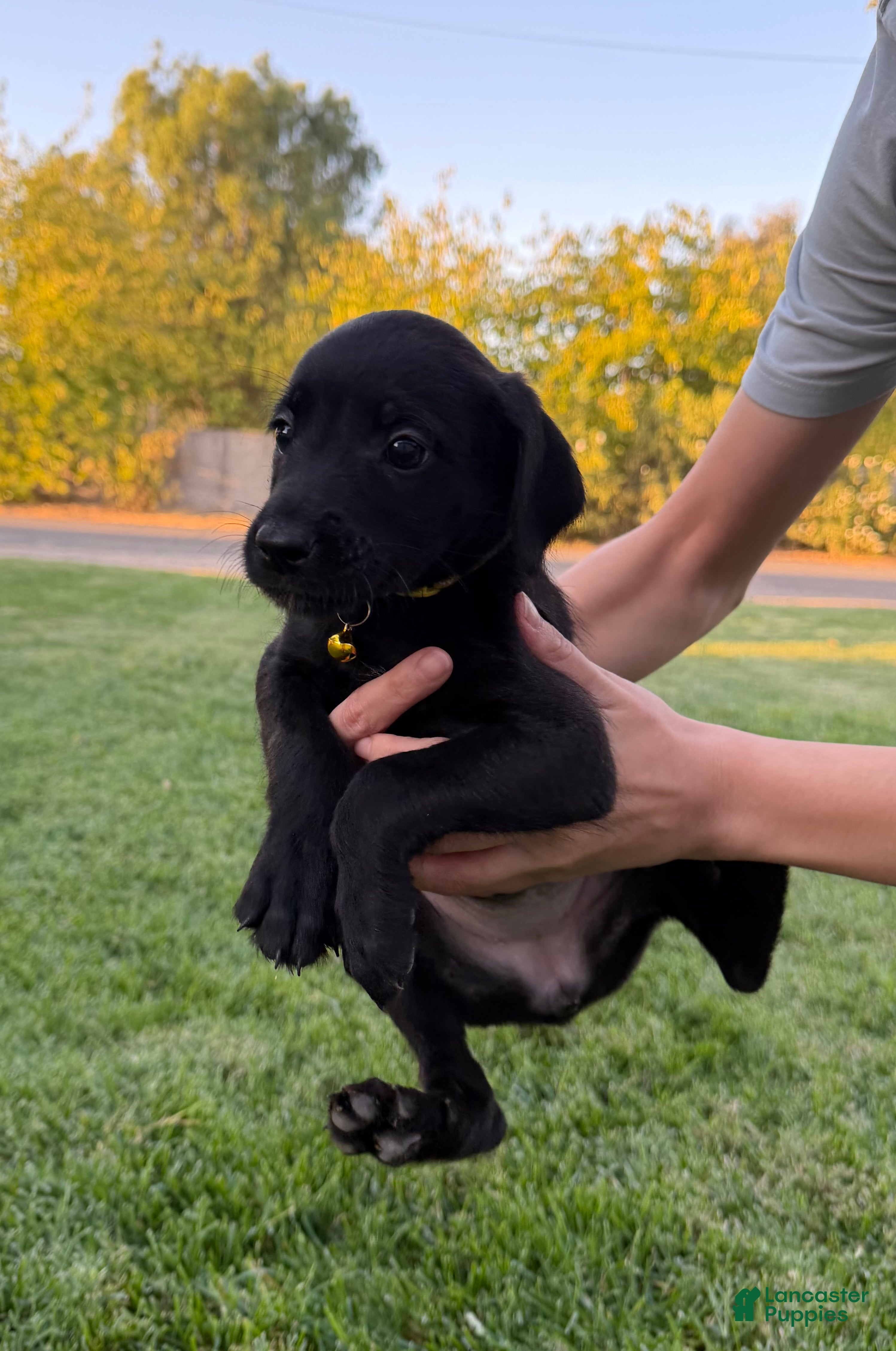 Mixed Breed dogs Doberdoodle 6 - Ad 35