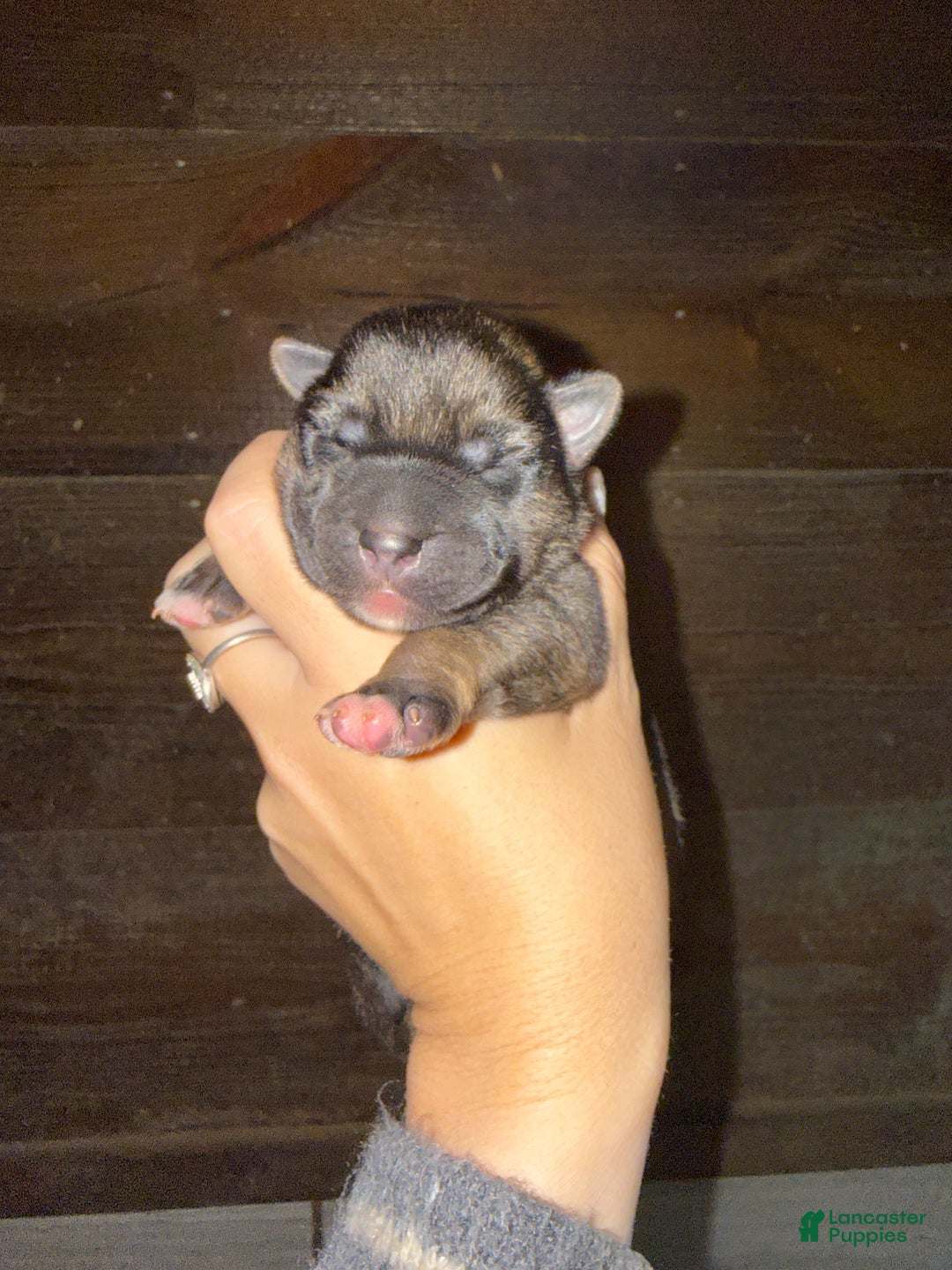 Gerberian Shepsky dogs for sale: Red - Ad 1