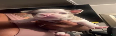 French Bulldog 5