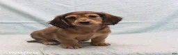 Dachshund dogs for sale: Adam - Ad 4
