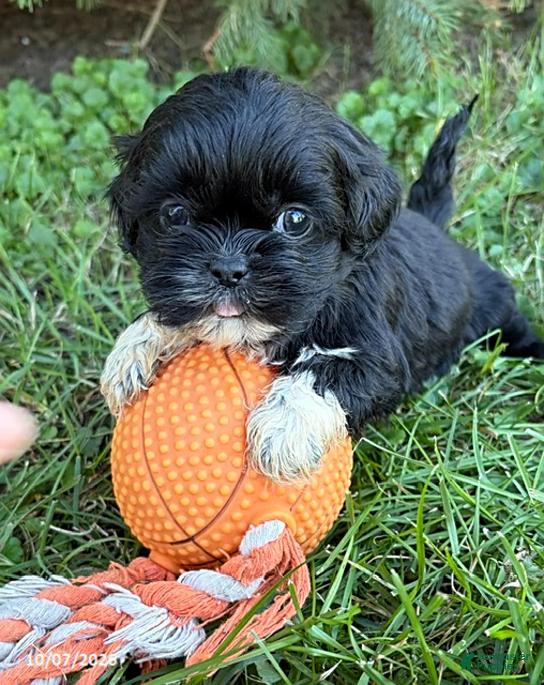 Shih Tzu dogs for sale: Opal - Ad 2