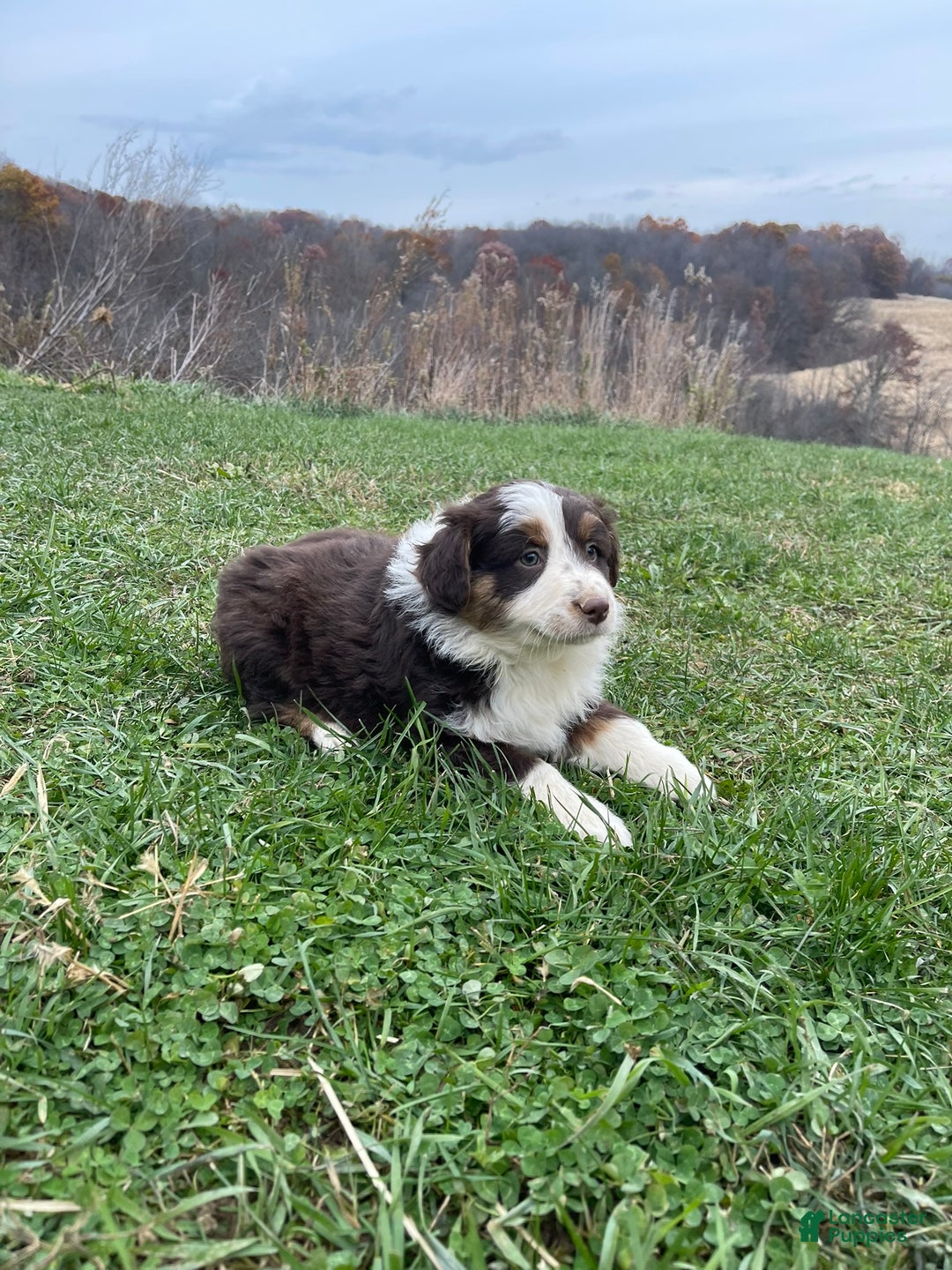 Australian Shepherd dogs for sale: Callie - Ad 2