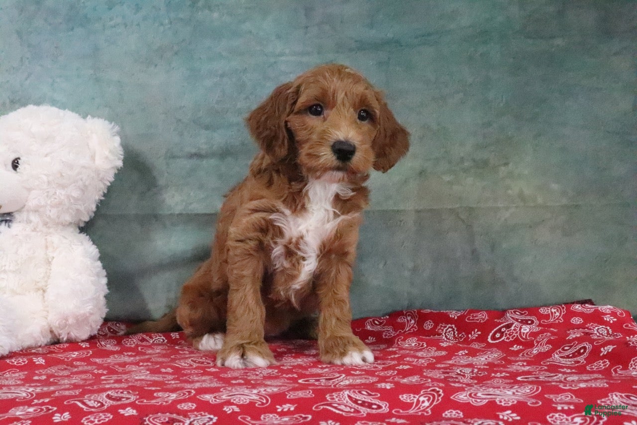Mini Goldendoodle dogs Dante - Ad 1