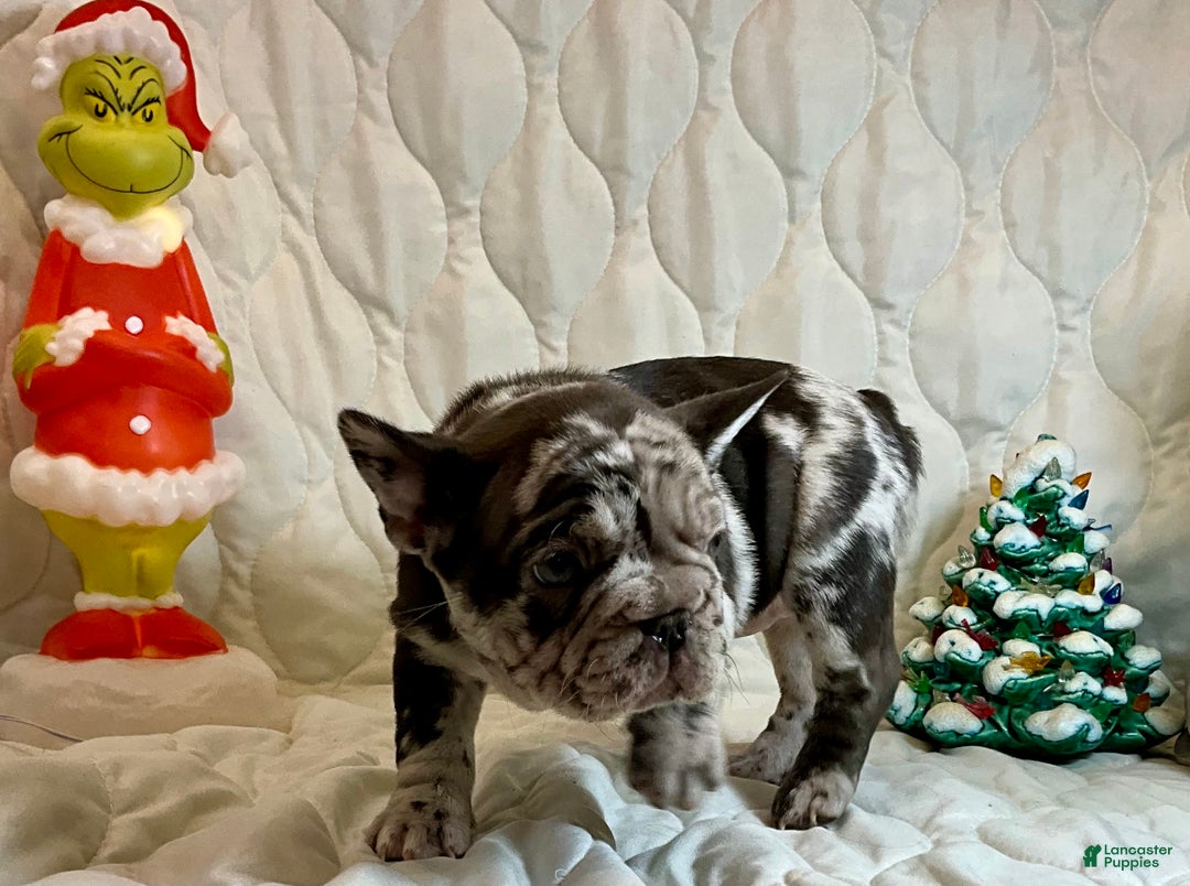 French Bulldog dogs for sale: Arrow - Ad 8