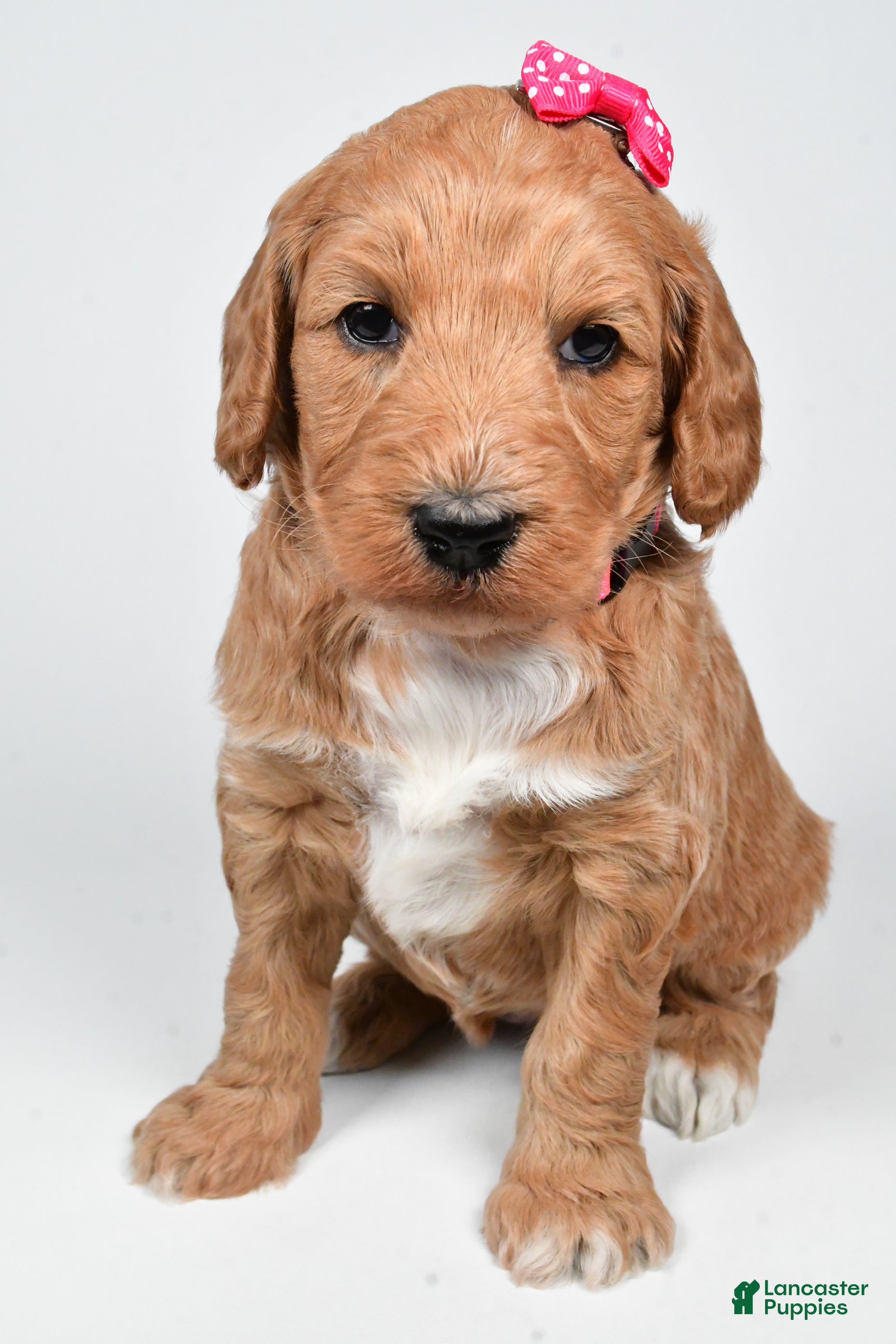 Standard Poodle dogs Faith - Ad 2