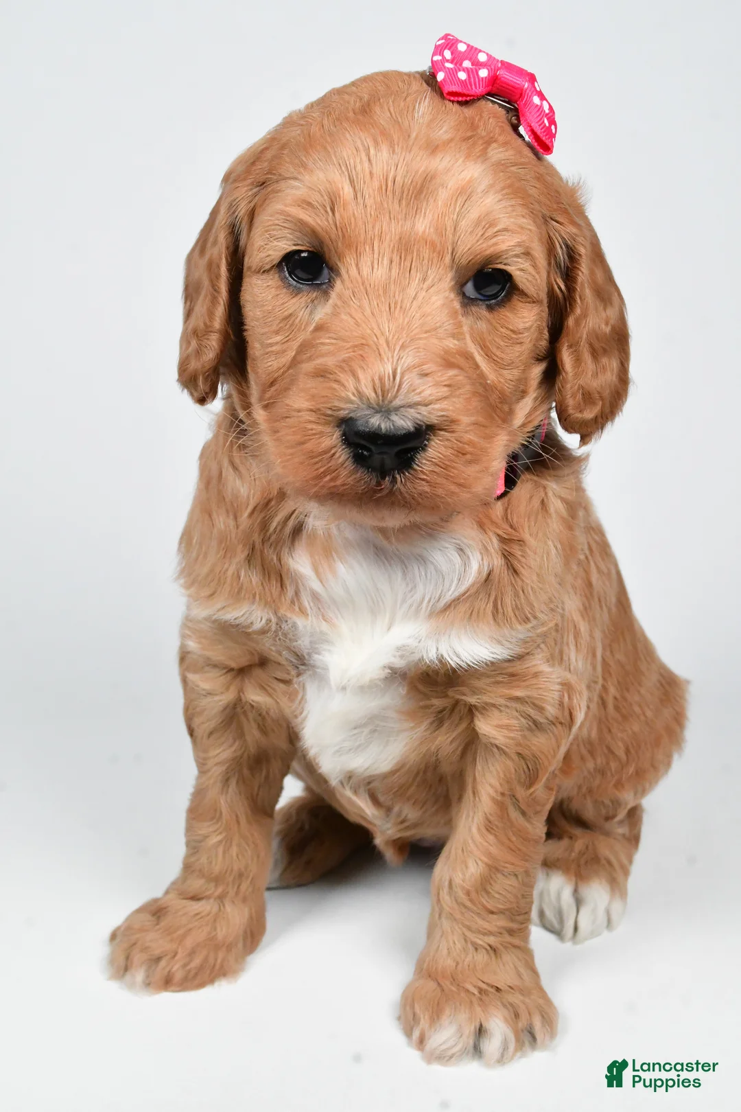 Standard Poodle dogs for sale: Faith - Ad 2