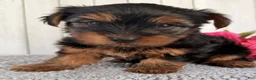 Yorkshire Terrier dogs for sale: Stella - Ad 3