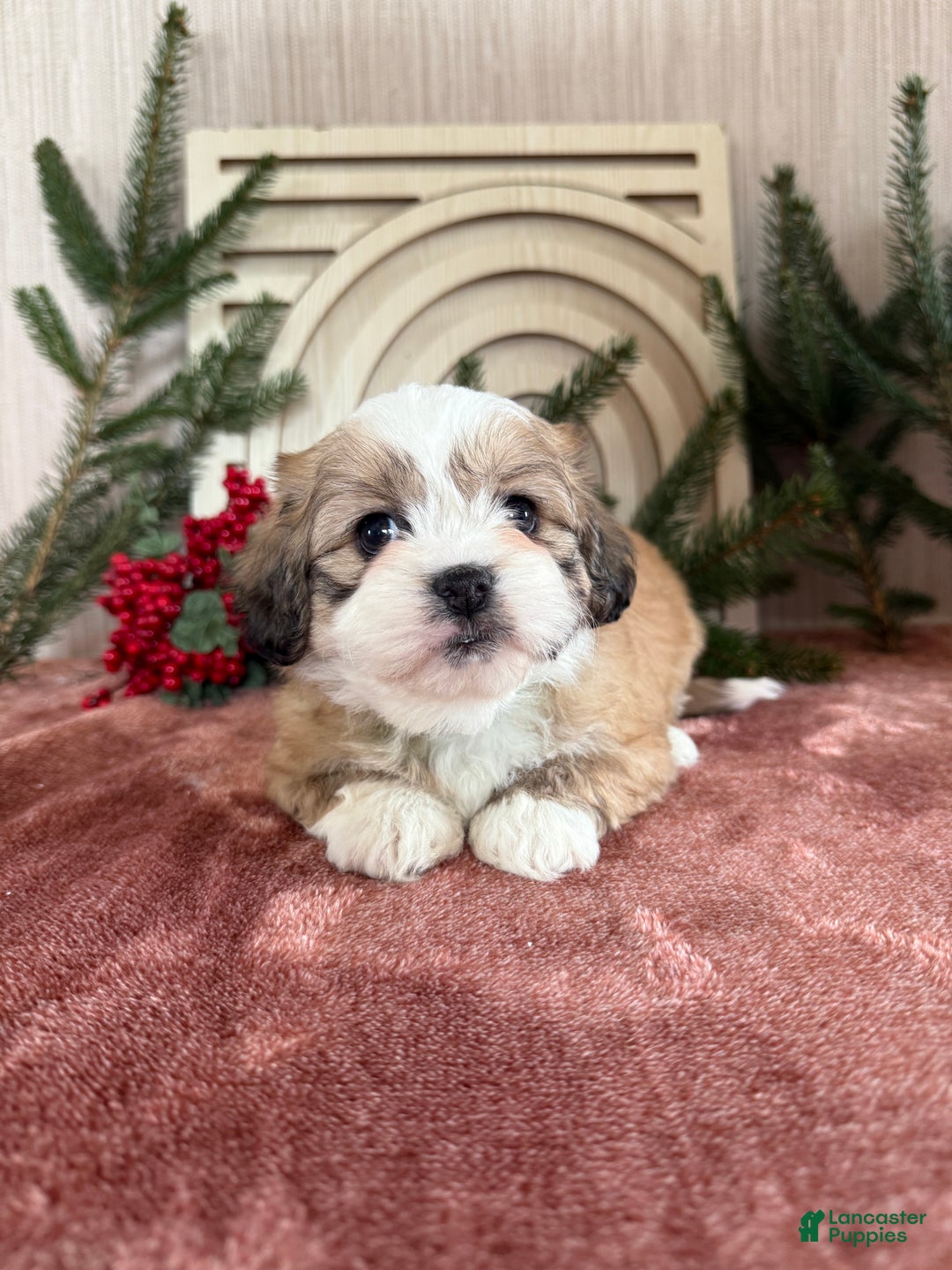 Teddy Bear dogs for sale: Sara - Ad 16