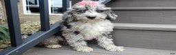 Sheepadoodle dogs for sale: Myla (medium) - Ad 1