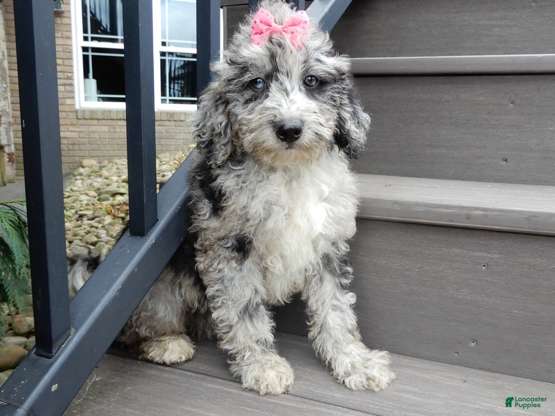 Sheepadoodle dogs for sale: Myla (medium) - Ad 1