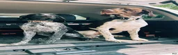 German Shorthaired Pointer dogs for sale: Muzzy aka Bear - Ad 3