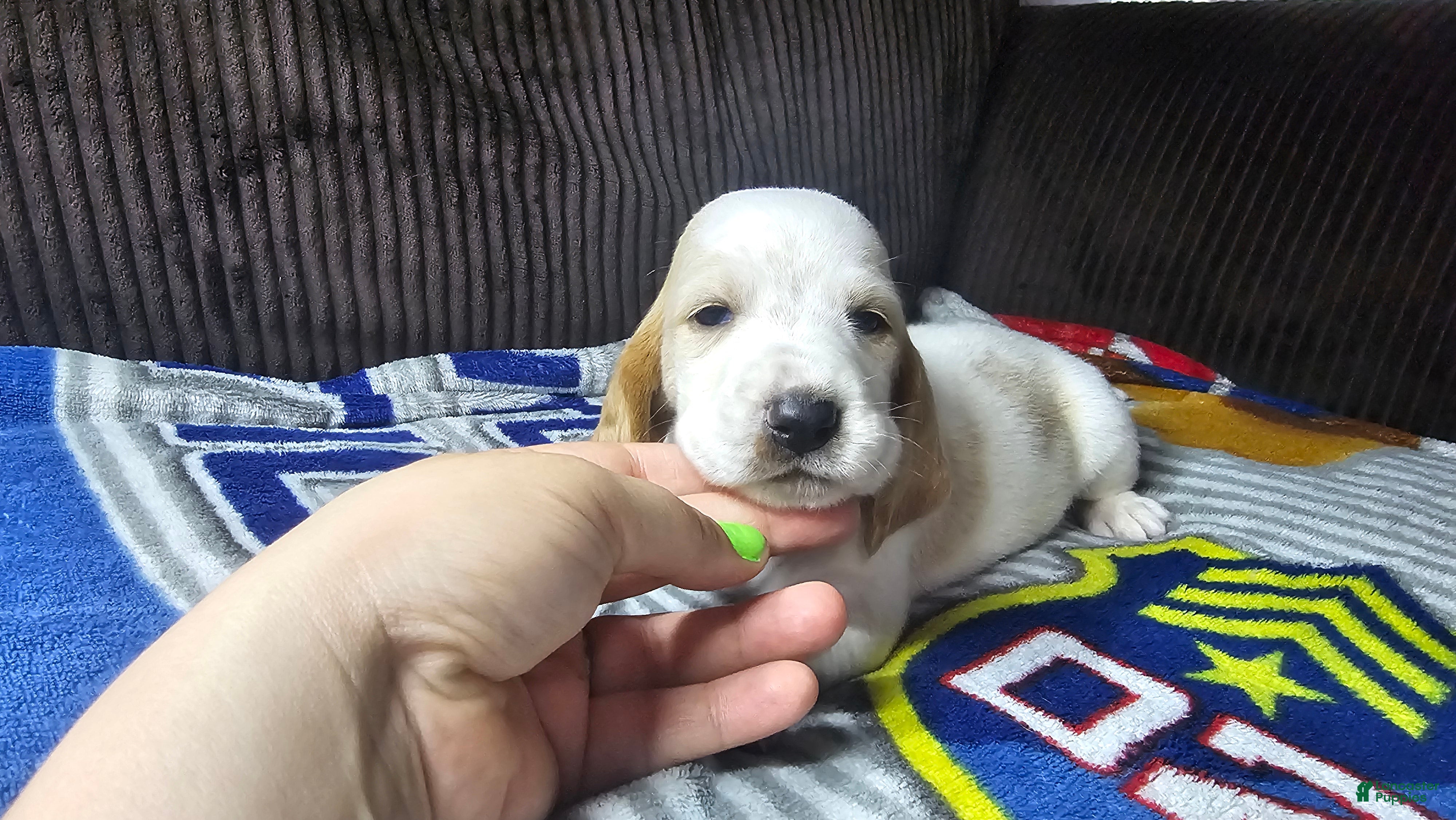Basset Hound dogs Basset Hound 3 - Ad 25