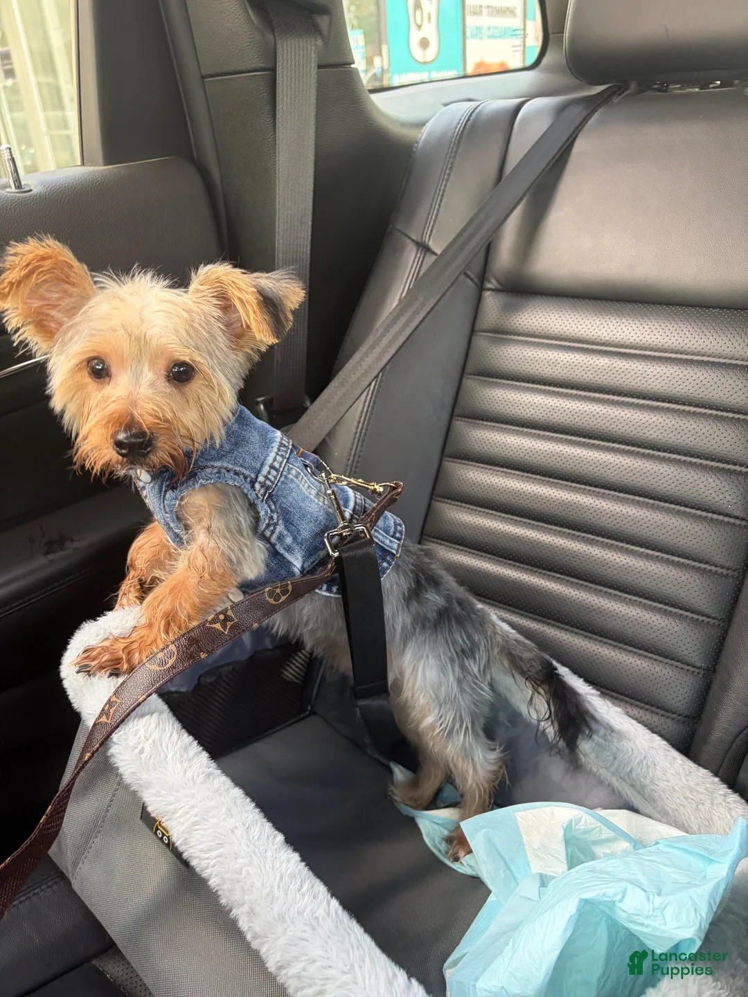Yorkshire Terrier dogs for sale: Yorkshire Terrier 1 - Ad 1