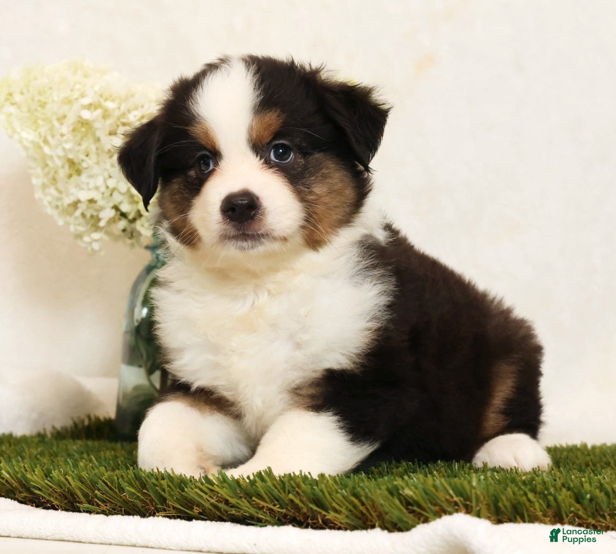 Miniature Australian Shepherd dogs Princess - Ad 1