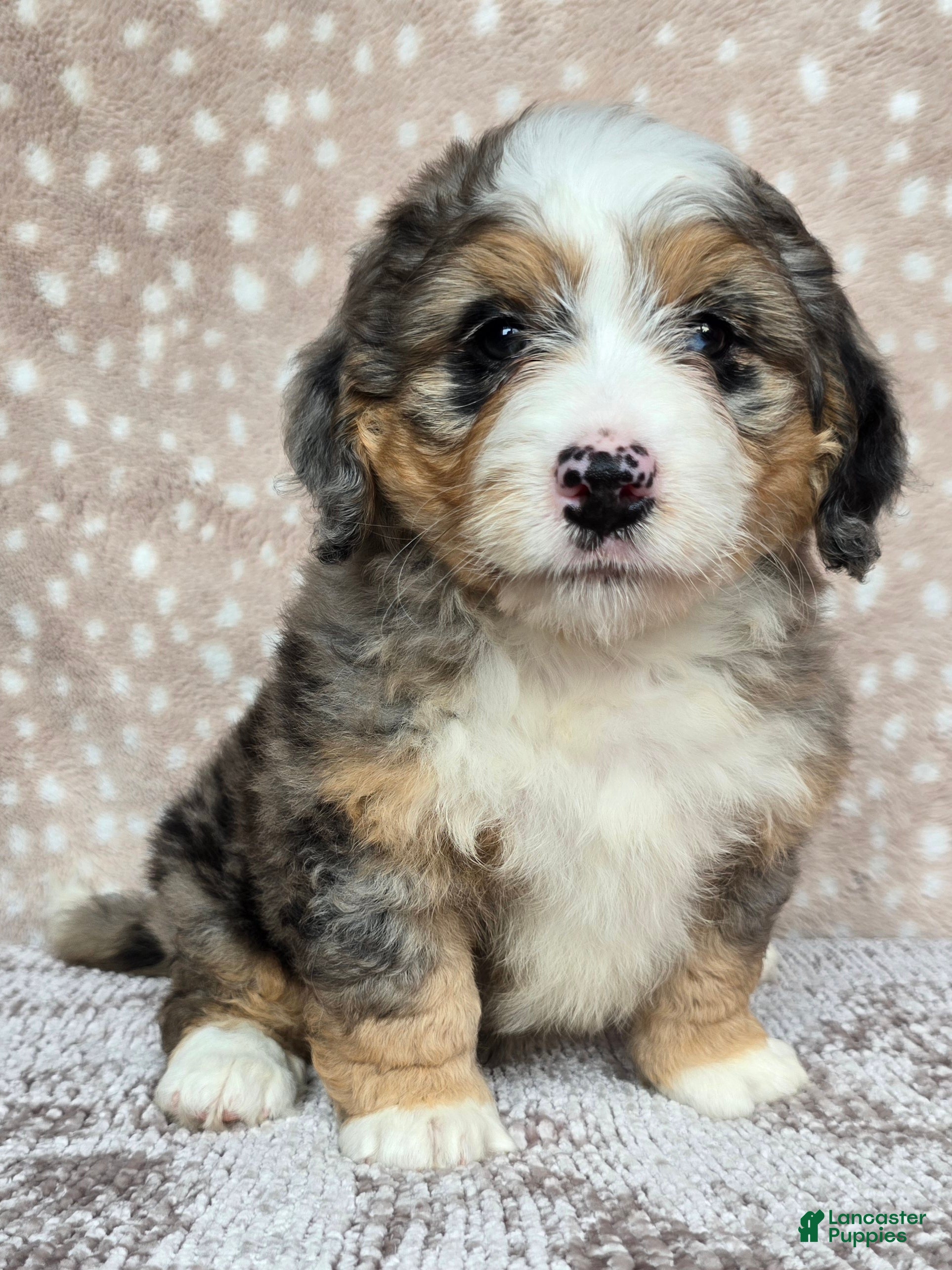 Mini Bernedoodle dogs Mini Ellie - Ad 1