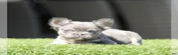 French Bulldog dogs for sale: SHANIA - LILAC TAN FLUFFY IN LA CA - USA DELIVERY - Ad 1