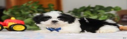 Shih Tzu dogs for sale: Adam - Ad 3
