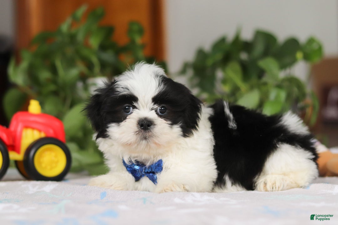 Shih Tzu dogs for sale: Adam - Ad 3