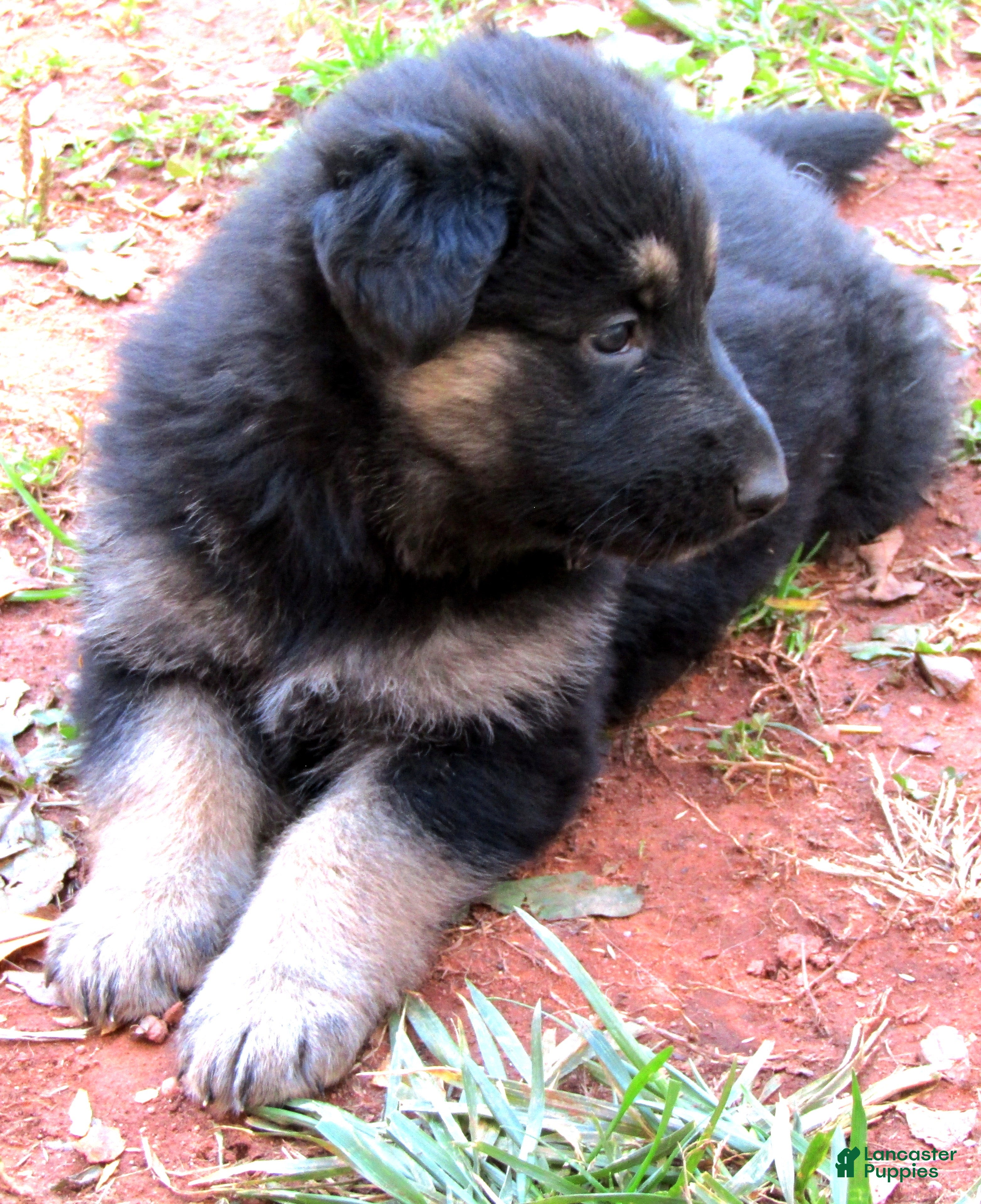 German Shepherd dogs German Shepherd Puppy 1 - Ad 40