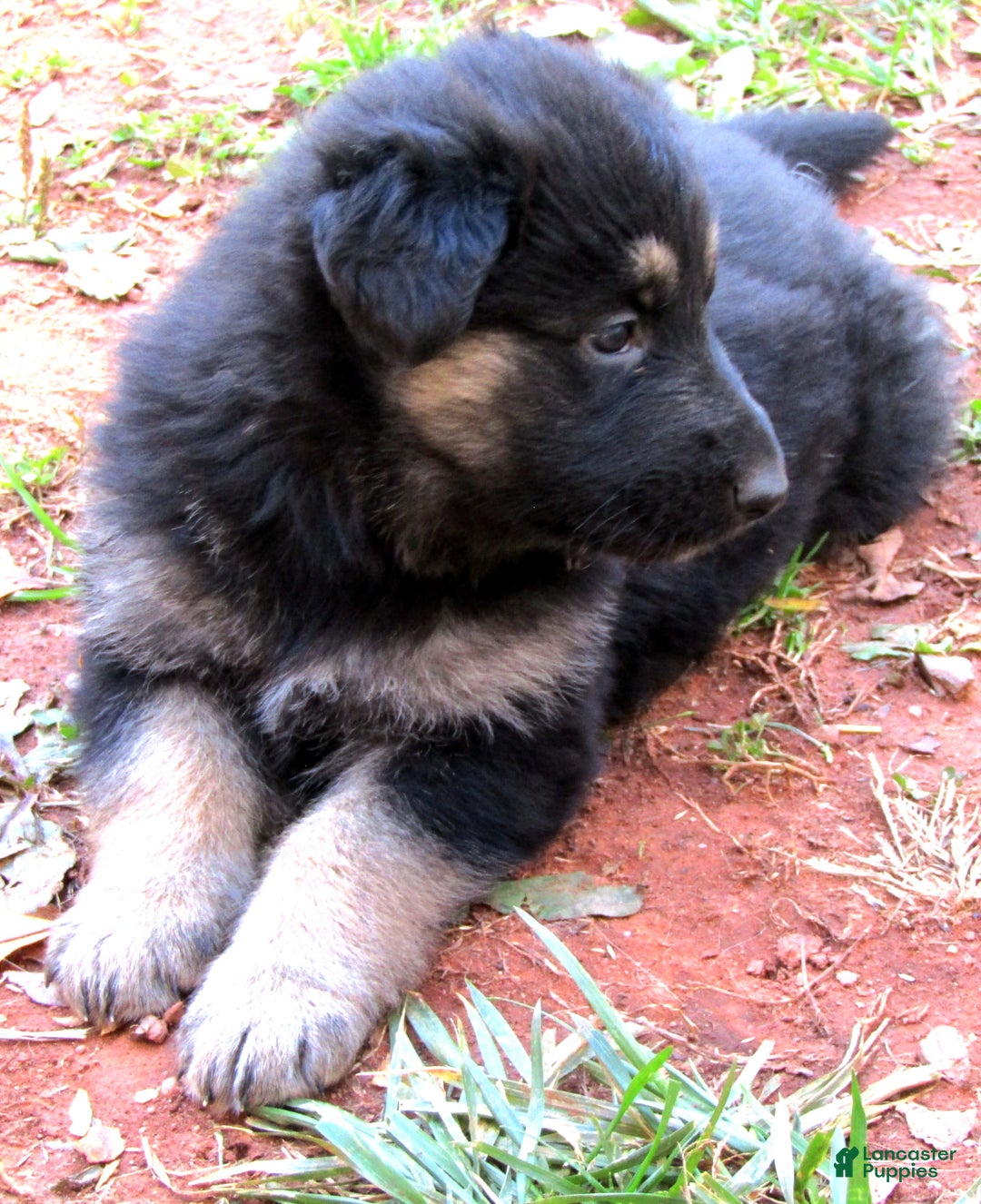 German Shepherd dogs for sale: German Shepherd Puppy 1 - Ad 1