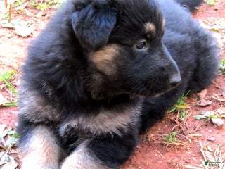 German Shepherd dogs German Shepherd Puppy 1 - Ad 12