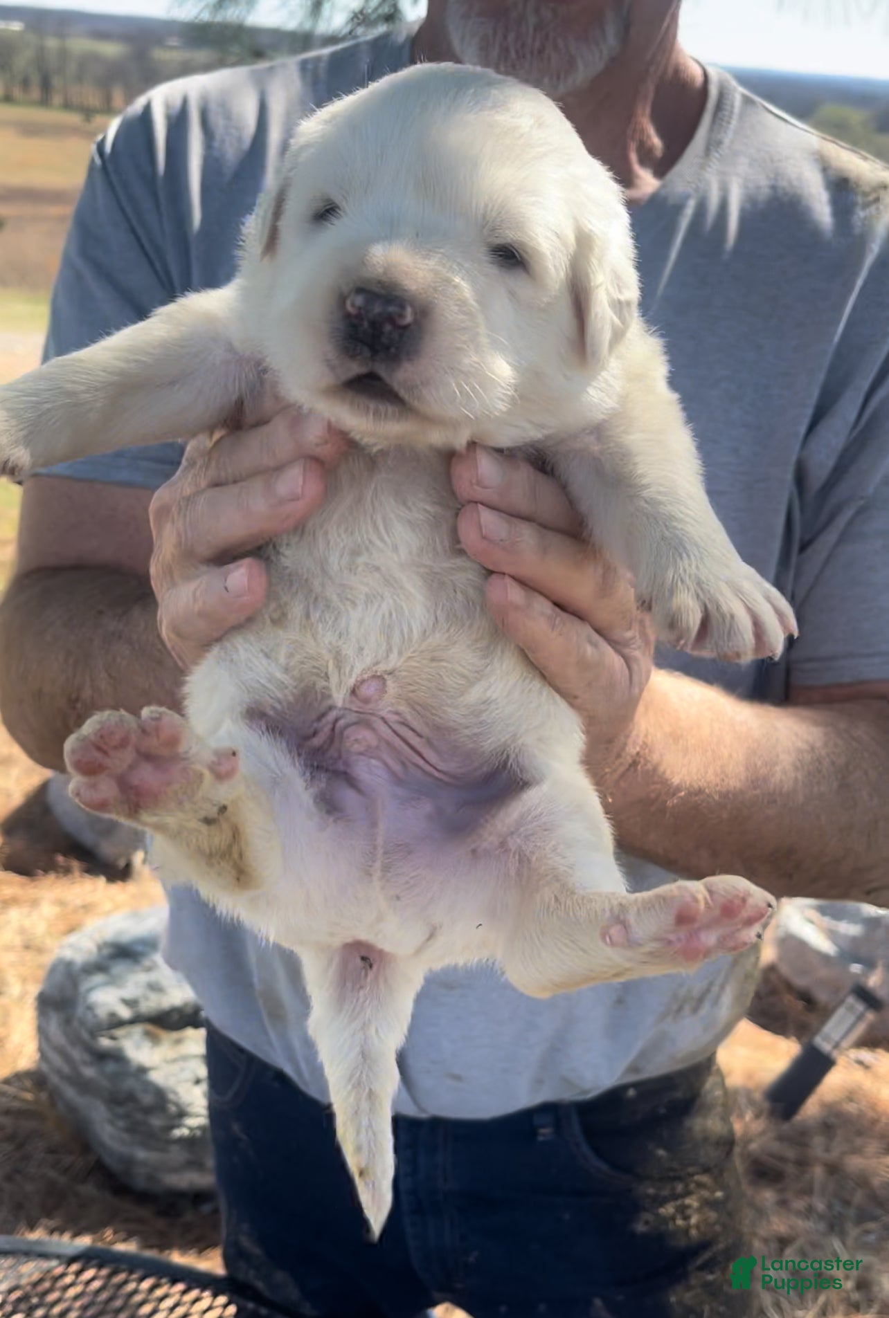 Mixed Breed dogs Mixed Breed Puppy 3 - Ad 1