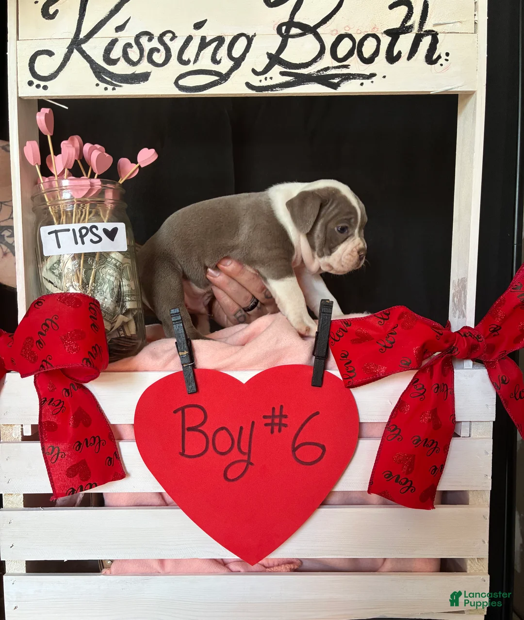 Olde English Bulldogge dogs for sale: Olde English Bulldogge Puppy 6 - Ad 5