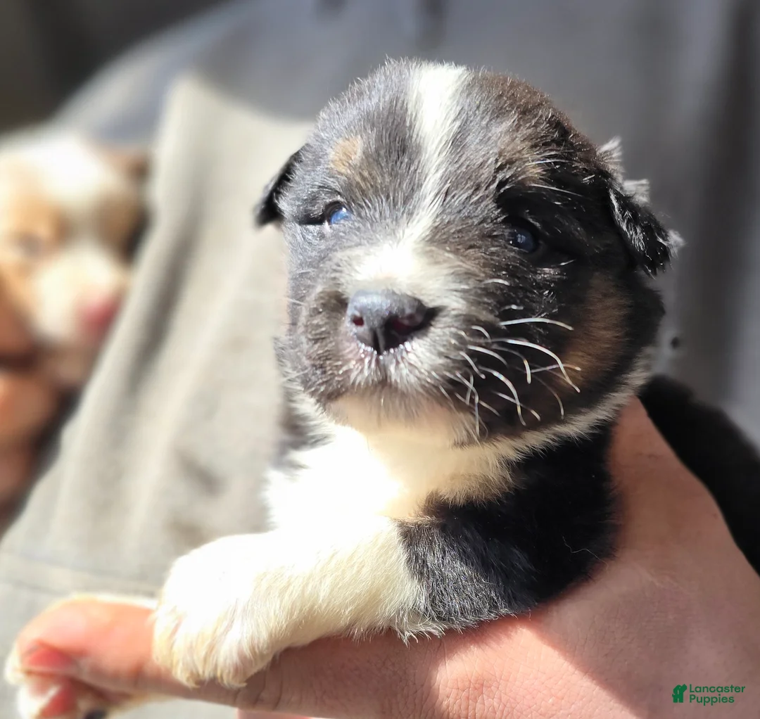 Australian Shepherd dogs for sale: Danny - Ad 2