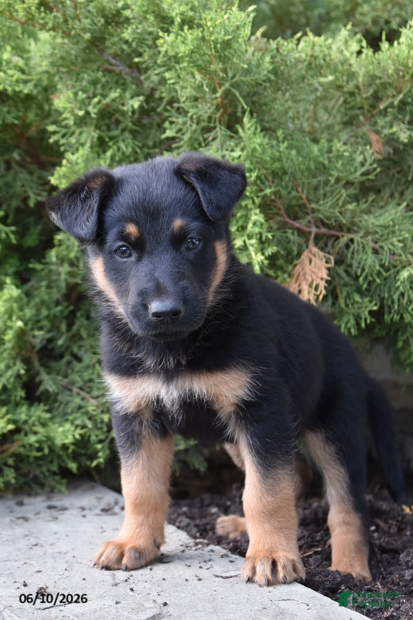 Mixed Breed dogs Kalvin - Ad 1