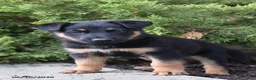 Mixed Breed dogs for sale: Kalvin - Ad 1