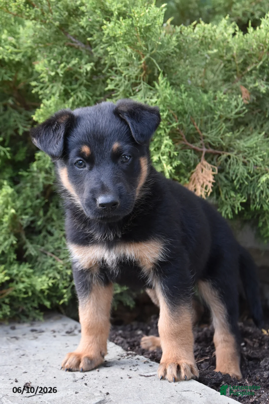 Mixed Breed dogs for sale: Kalvin - Ad 1