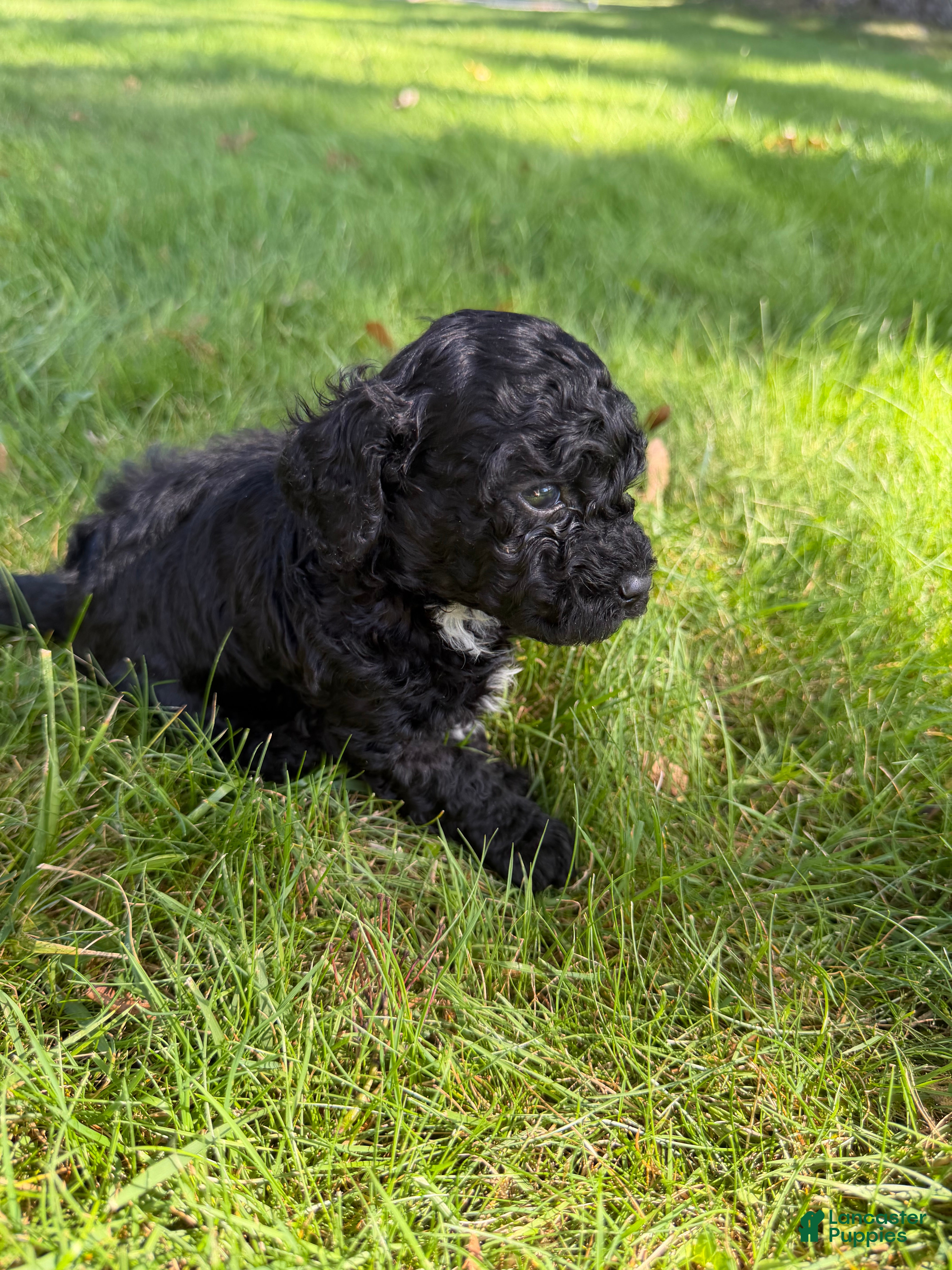 Yorkiepoo dogs Bartholomew - Ad 1