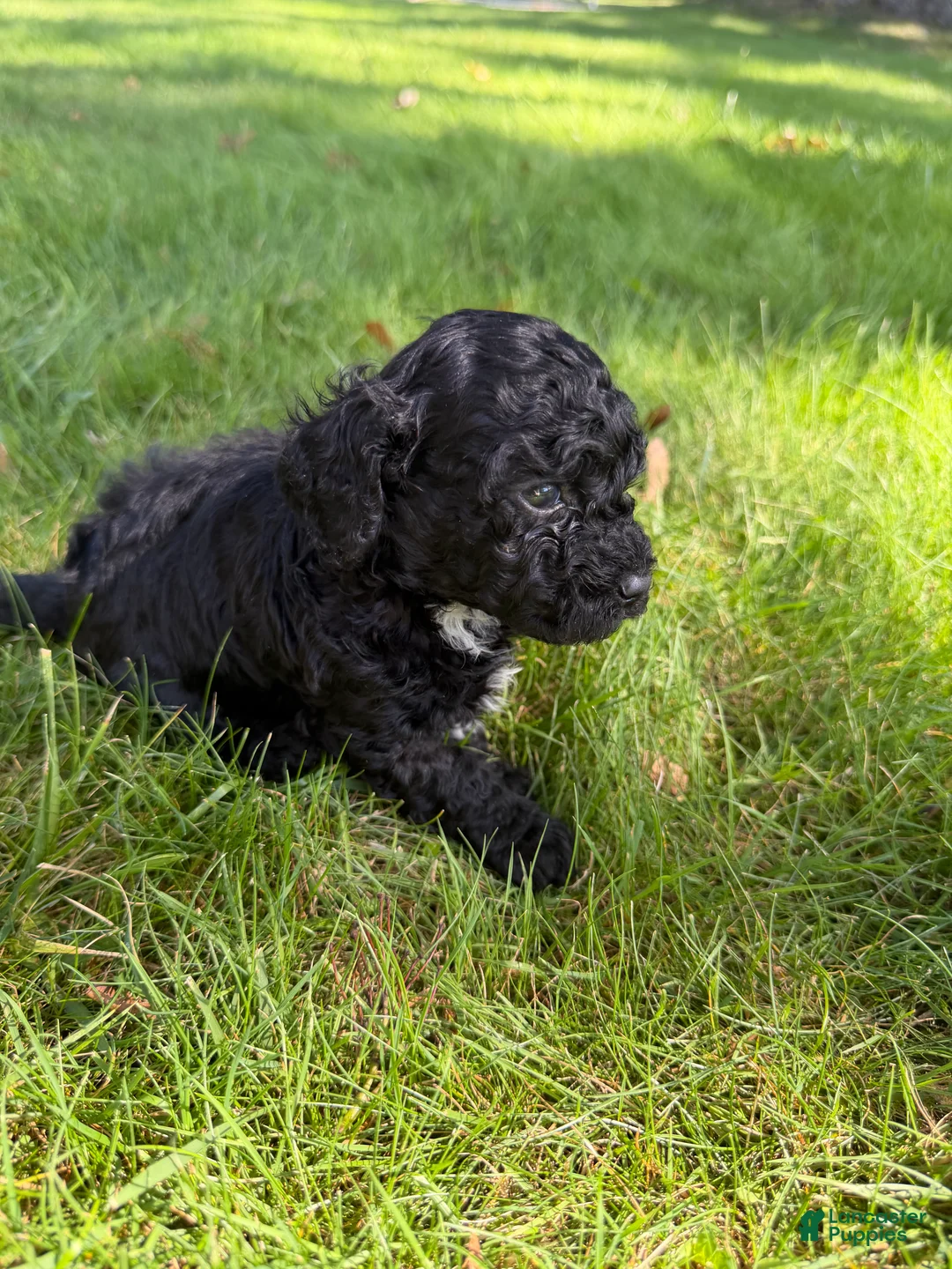 Yorkiepoo dogs for sale: Bartholomew - Ad 1