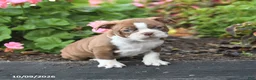 Boston Terrier dogs for sale: Leo - Ad 3