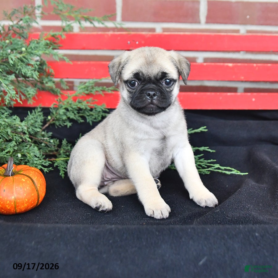 Mixed Breed dogs Lilac - Ad 1