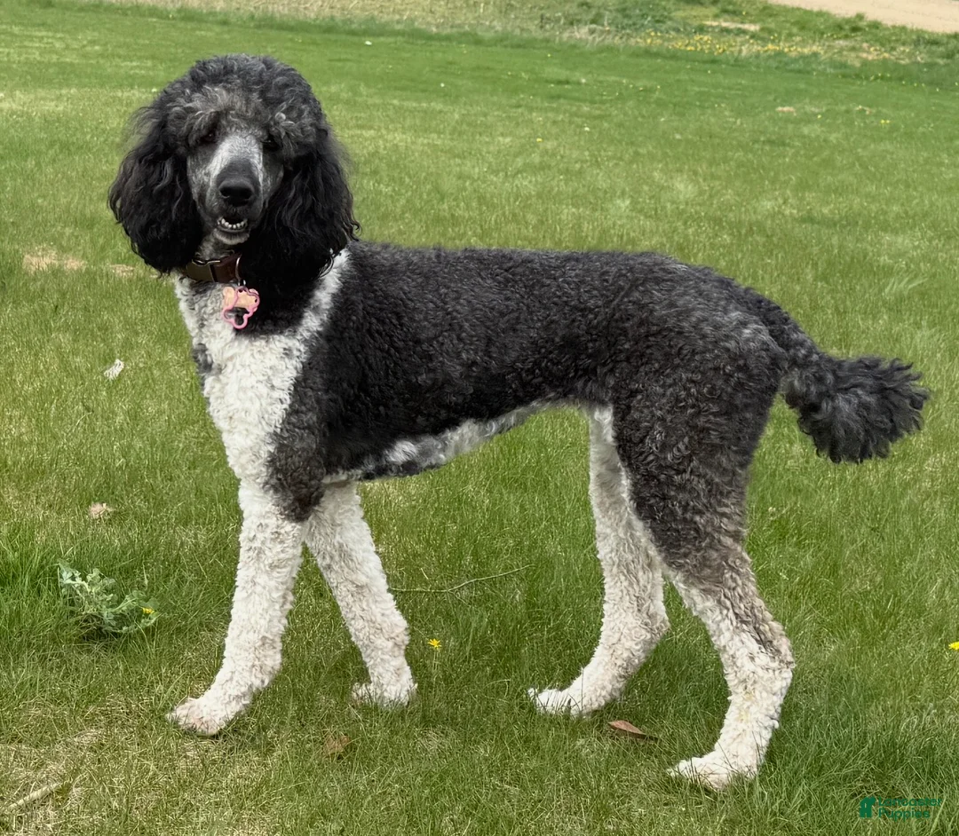 Standard Poodle dogs for sale: Josie AKC INTACT - Ad 3