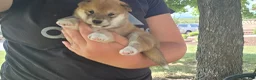 Shiba Inu dogs for sale: Liberty Belle - Ad 11