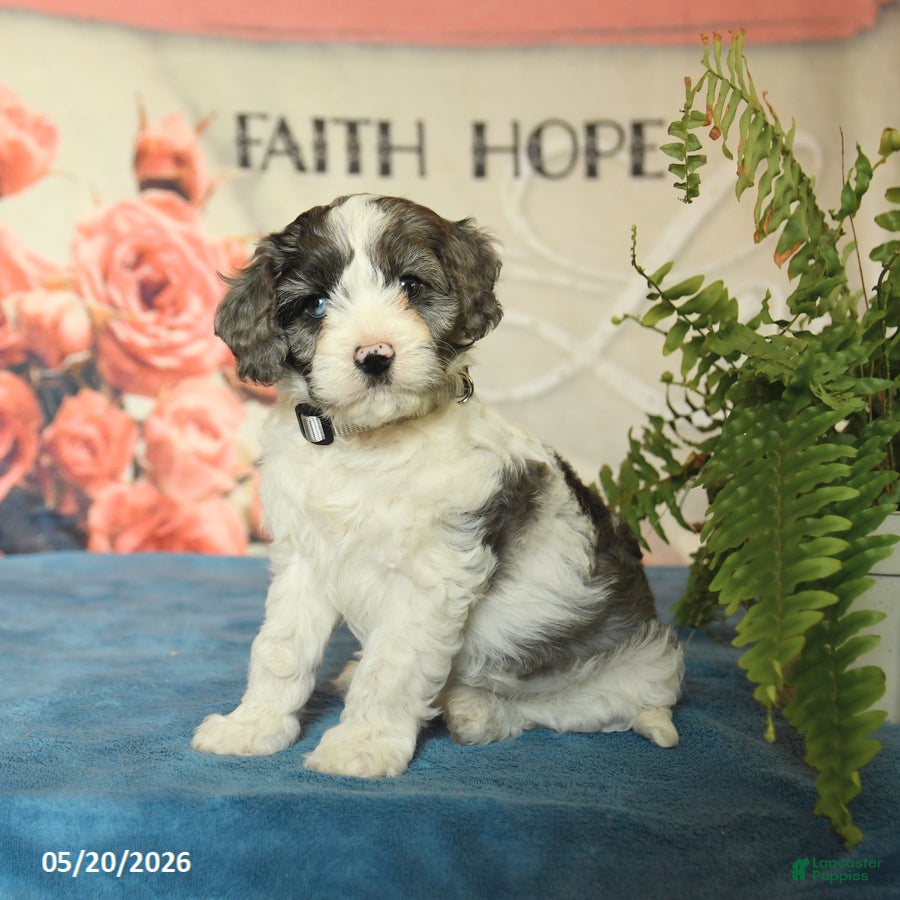 Cavapoo dogs Monty - Ad 2