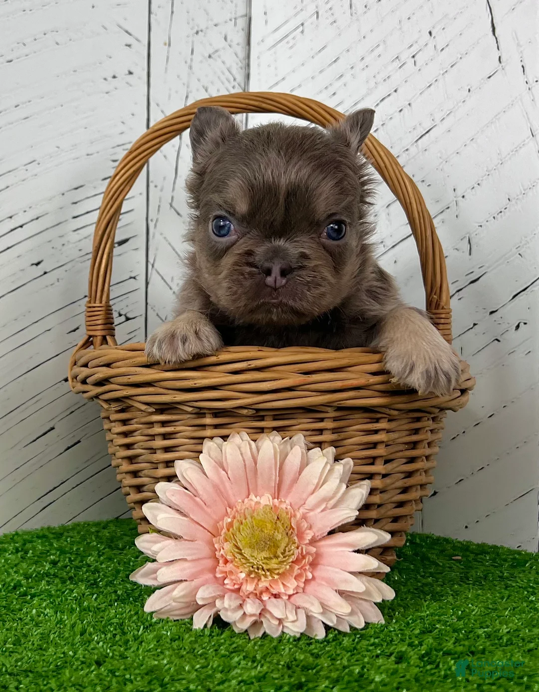 French Bulldog dogs for sale: Chubby - Ad 3