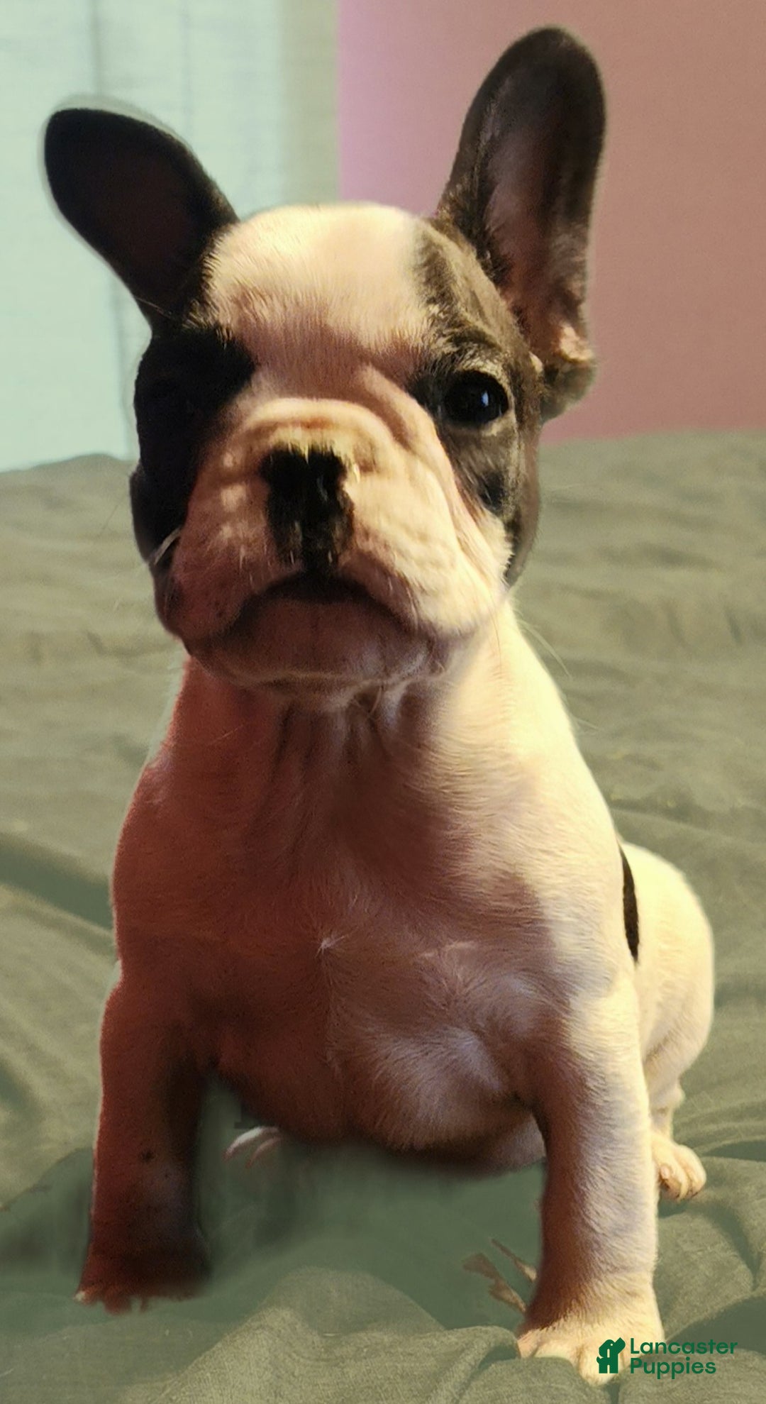 French Bulldog dogs for sale: Black and white pied - Ad 1