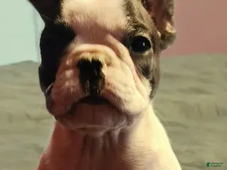 French Bulldog dogs Black and white pied - Ad 41