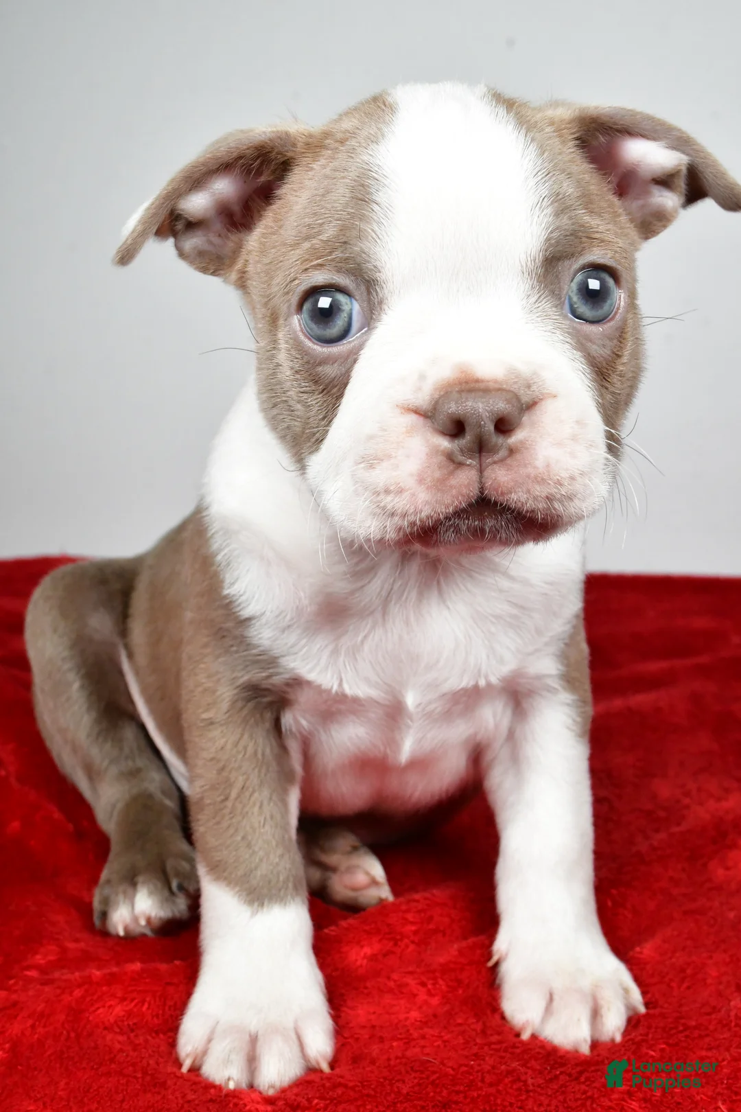 Boston Terrier dogs for sale: Spike  - Ad 2