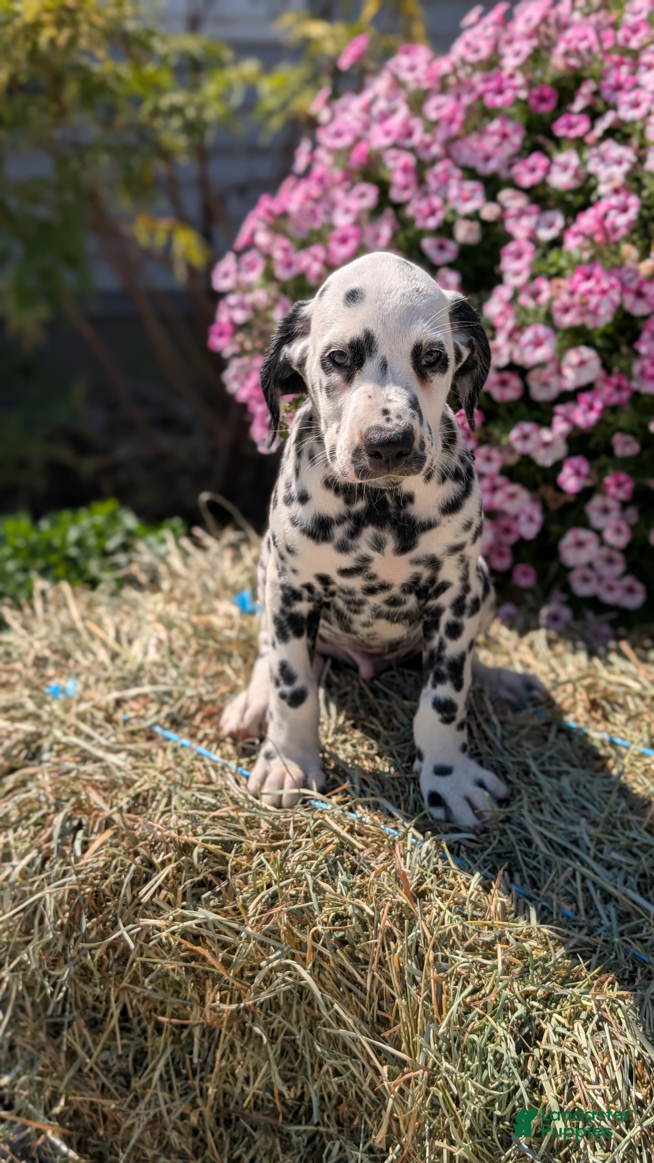 Dalmatian dogs Parker - Ad 2