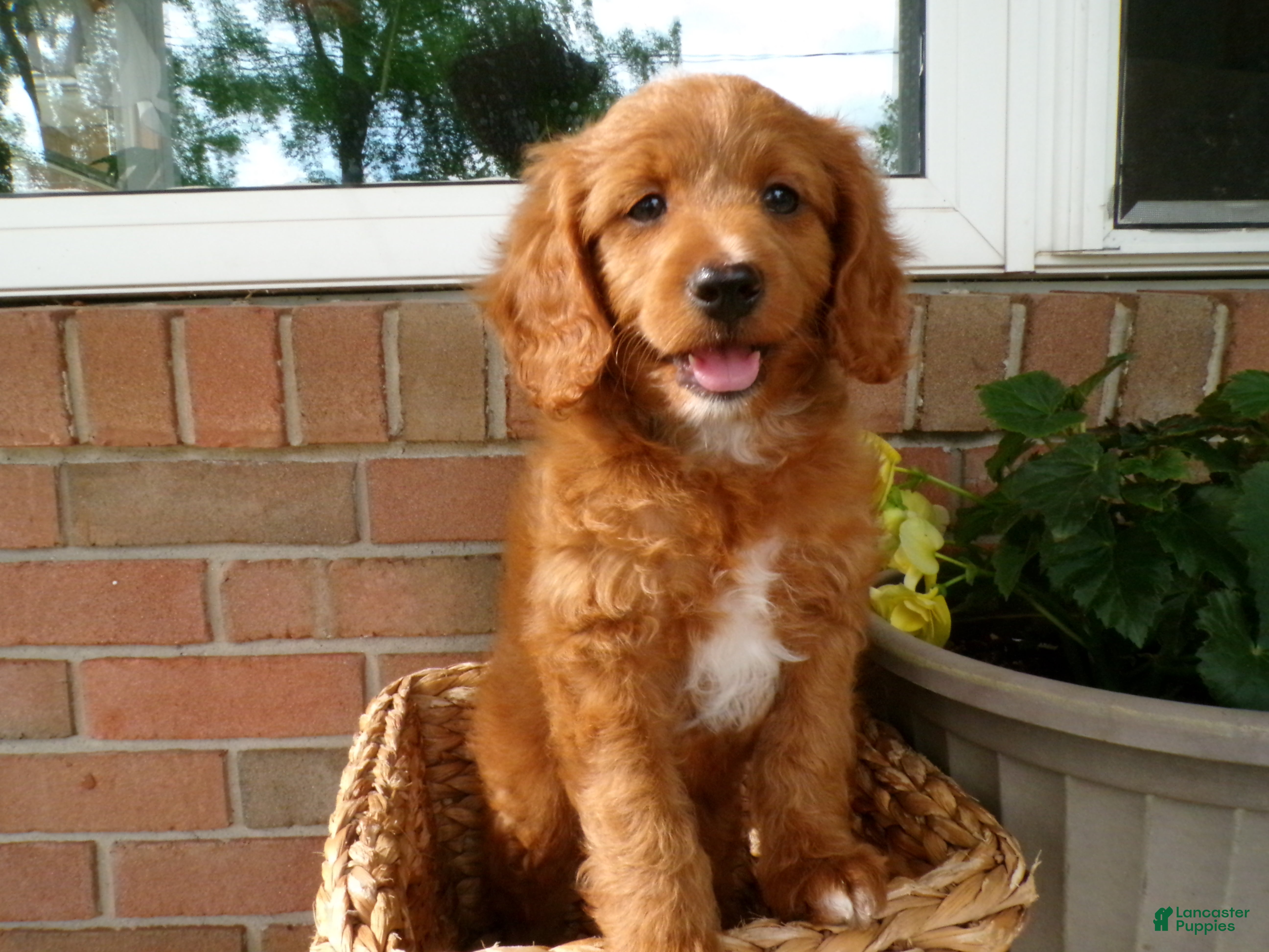 Cockapoo dogs Casper - Ad 1