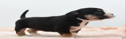 Mixed Breed dogs for sale: Princess  - Ad 9